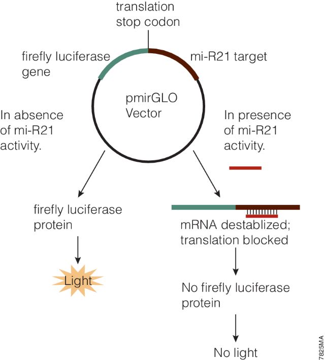 pmirGLO Dual-Luciferase miRNA Target Expression Vector E1330 pmirGLO Dual-Luciferase miRNA Target Expression Vector E1330