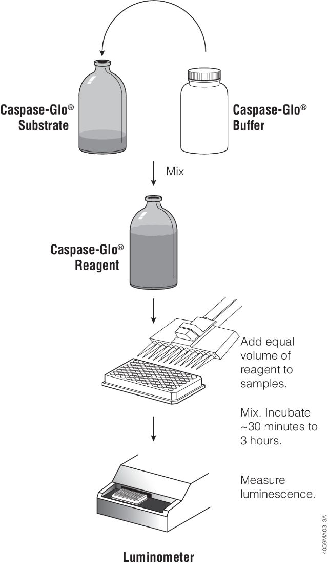 Caspase-Glo® 3/7 Assay