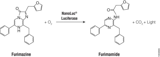 Nano-Glo® Luciferase Assay System Nano-Glo® Luciferase Assay System