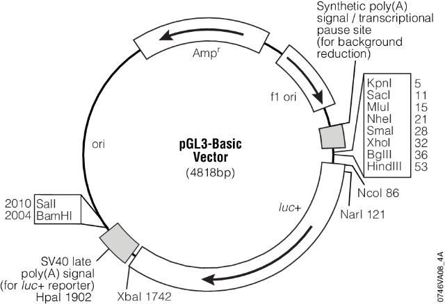 pGL3 Luciferase Reporter Vectors pGL3 Luciferase Reporter Vectors