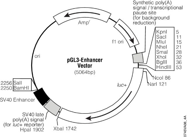 pGL3 Luciferase Reporter Vectors pGL3 Luciferase Reporter Vectors