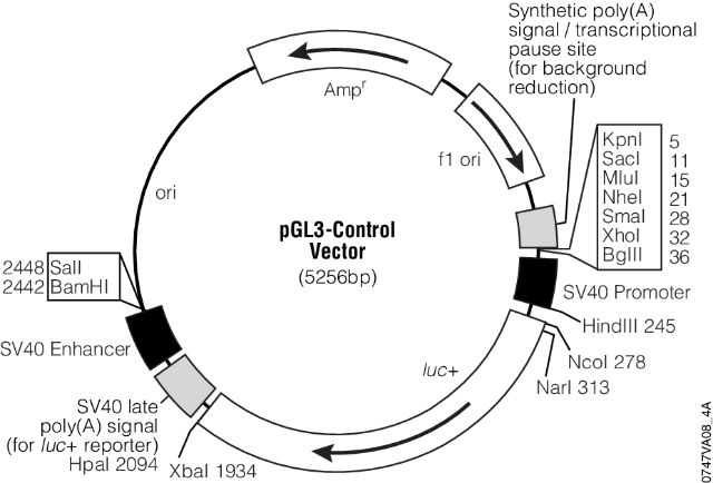 pGL3 Luciferase Reporter Vectors pGL3 Luciferase Reporter Vectors