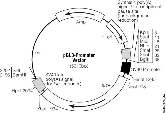 pGL3 Luciferase Reporter Vectors pGL3 Luciferase Reporter Vectors