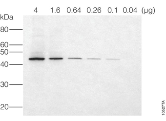 Alkaline Phosphatase-Conjugated Antibodies