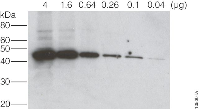 Horseradish Peroxidase-Conjugated Antibodies