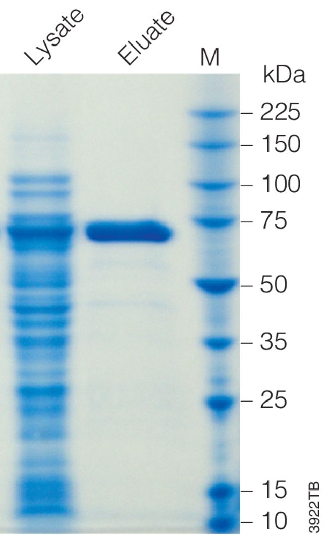 MagneHis™ Protein Purification System