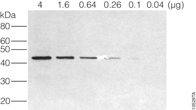 TMB Stabilized Substrate for Horseradish Peroxidase  W4121