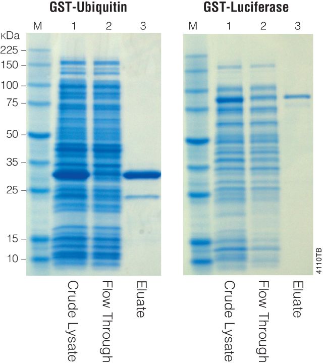 MagneGST™ Protein Purification System