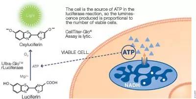 CellTiter-Glo发光法细胞活力检测试剂盒（CTG）