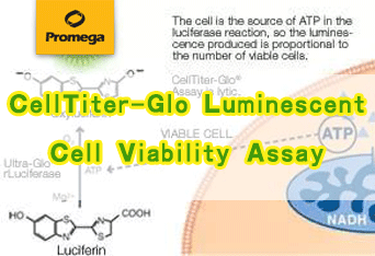 CellTiter-Glo发光法细胞活力检测试剂盒（CTG）