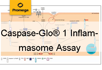 Caspase-Glo® 1 Inflammasome Assay