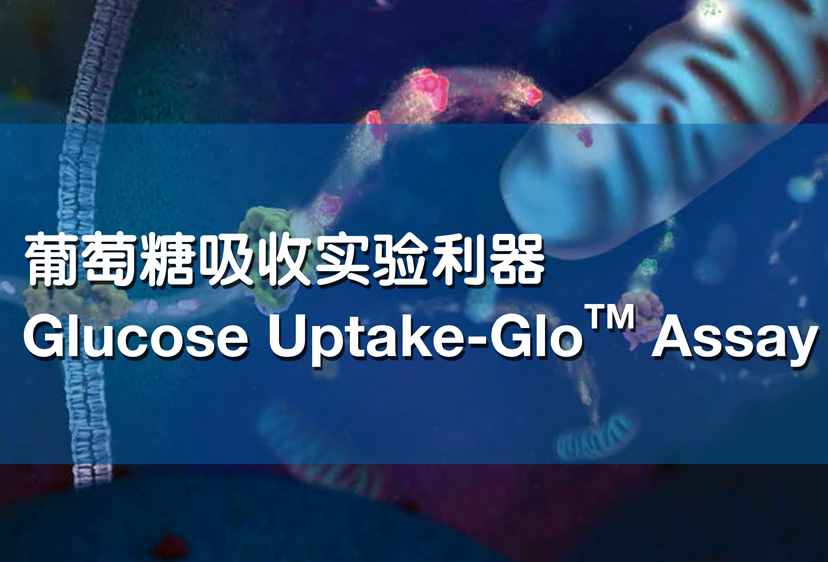 葡萄糖吸收实验利器