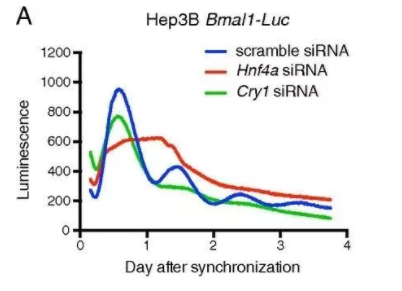 生物钟紊乱如何导致疾病