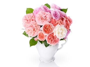 玫瑰花