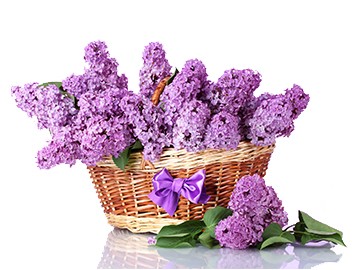 风信子花篮