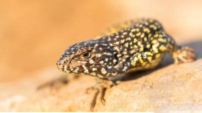 一种南美蜥蜴进化“可逆”