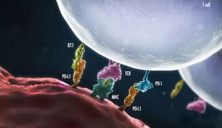 因果关系得到证实：肠道微生物可以刺激免疫系统对抗癌症