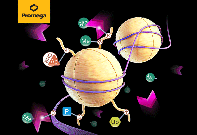 JumonjiC（JmjC）histone demethylase/Hydroxylase活性检测
