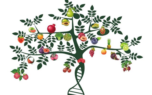 [创新技巧]如何利用CRISPR改造植物基因组