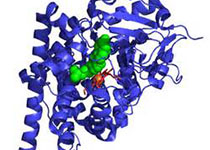 Cell:基于高通量单细胞转录组测序小鼠全细胞图谱发表