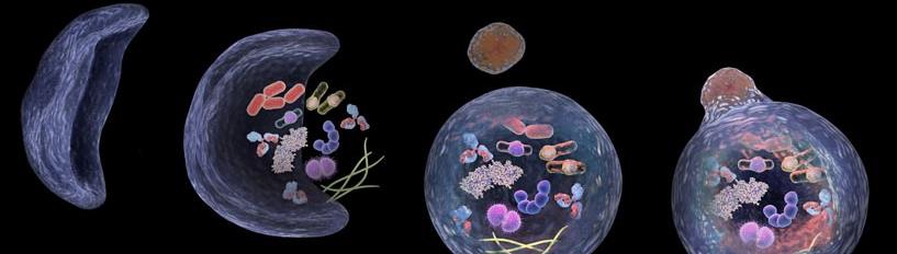 Promega新产品【细胞自噬检测】