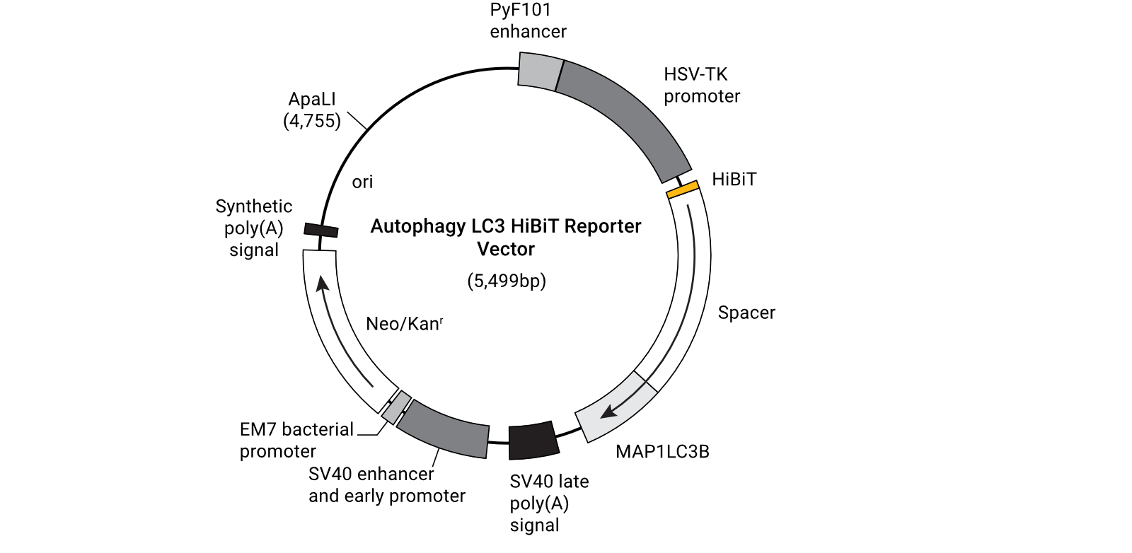Promega新产品【细胞自噬检测】 Promega新产品【细胞自噬检测】