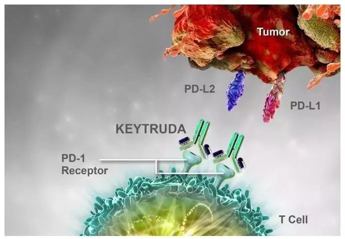 Promega Bioassay与抗癌神药们