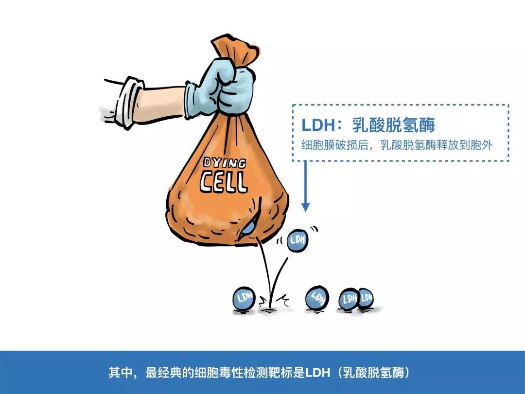 Promega漫画小剧场