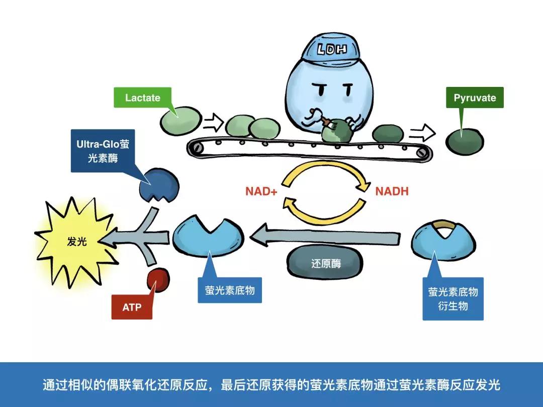 Promega漫画小剧场