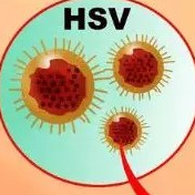 ​《自然通讯》：深入疱疹病毒