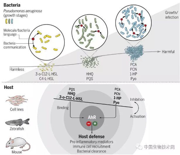 Science揭示：身体如何应对细菌的“群体感应”
