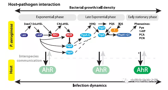 Science揭示:身体如何应对细菌的“群体感应” Science揭示:身体如何应对细菌的“群体感应”