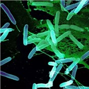 Science揭示：身体如何应对细菌的“群体感应”