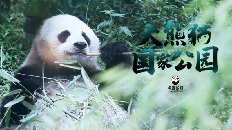 2023贵金属币发行计划解读:新增三大系列,福字币迎来大改版! 2023贵金属币发行计划解读:新增三大系列,福字币迎来大改版!