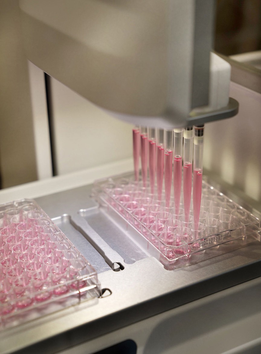 Single B Cell Rabbit Mab