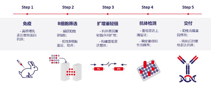 抗体开发服务? 抗体开发服务?