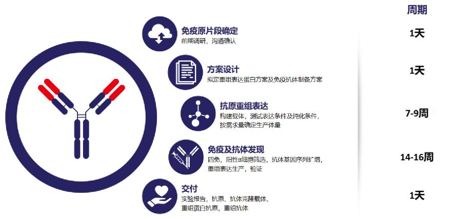 抗体开发服务? 抗体开发服务?