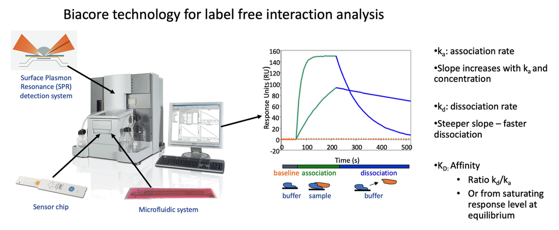 SPR分子互作检测服务