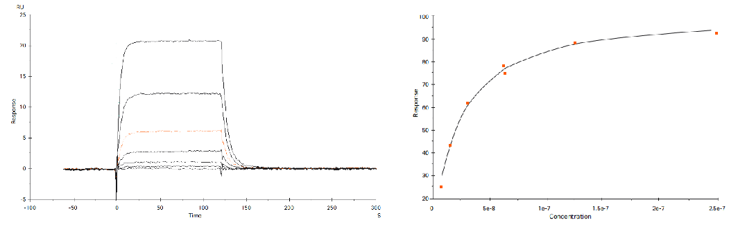 SPR特点: SPR特点: