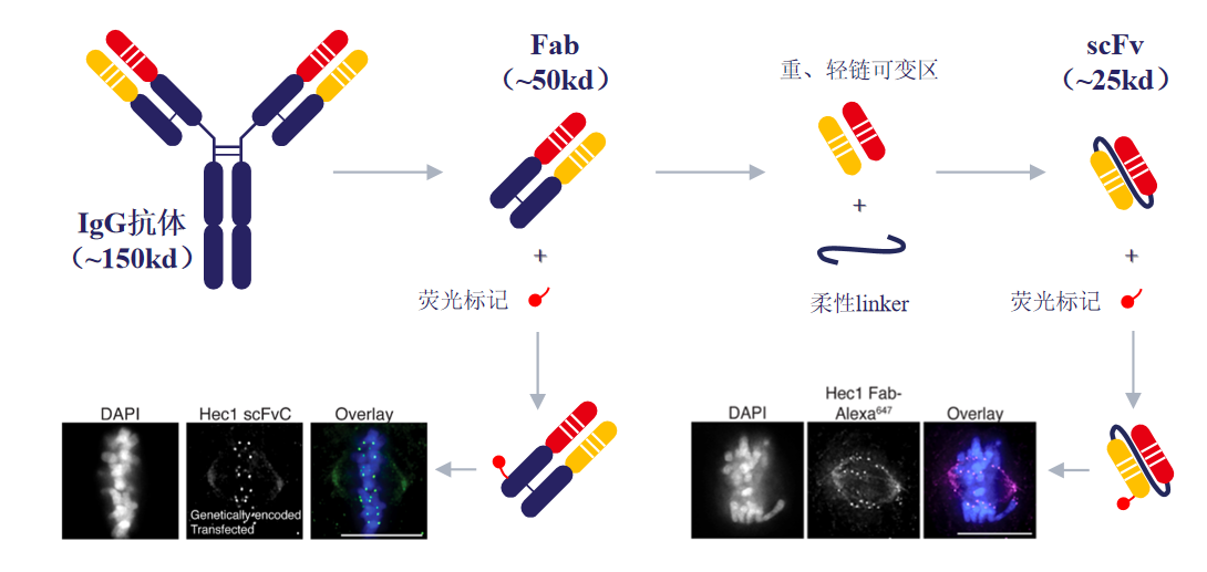 scFv单链抗体服务