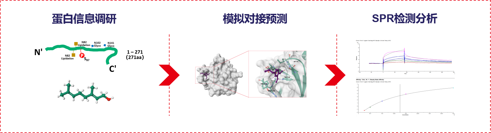 靶蛋白A&小分子
