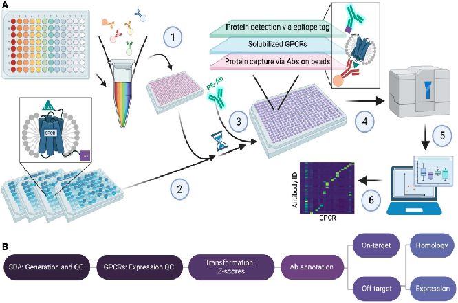 Multiplexed selectivity screening of anti-GPCR antibodies