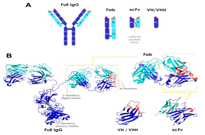 已知抗体序列再开发