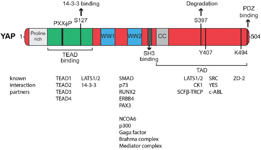 Specific transcriptional coactivator YAP1