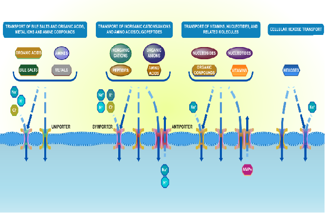 Transport protein superfamily SLC