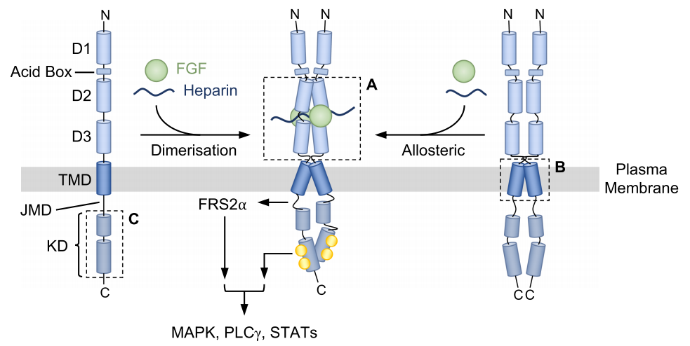 Protein family FGF