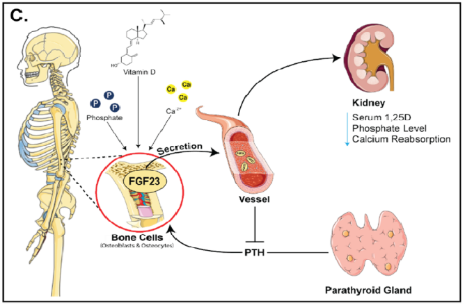 FGF23：a family pioneer in targeted therapy