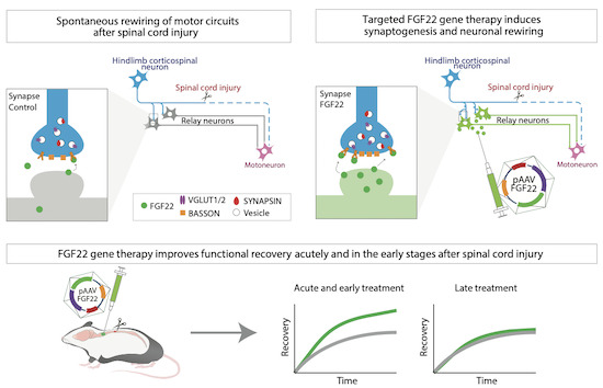 FGF22：Neurons to reshape regulator