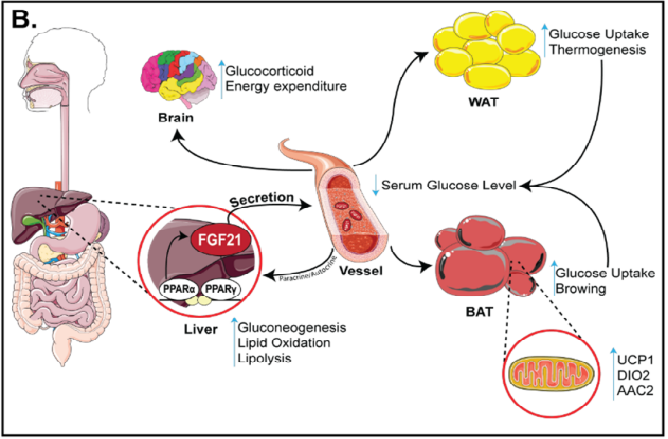 FGF21：metabolic messenger