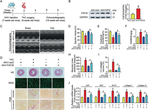 FGF20：more research attention